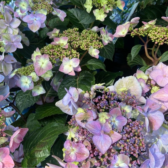 Meet your Posher, Gabrielle - Picture 1 of 1